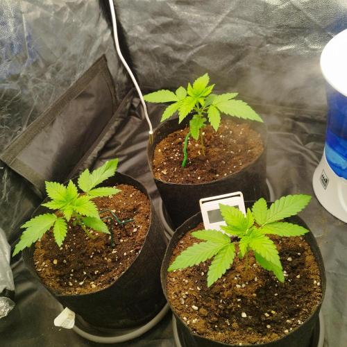 Applez and Bananas GC. Week 3