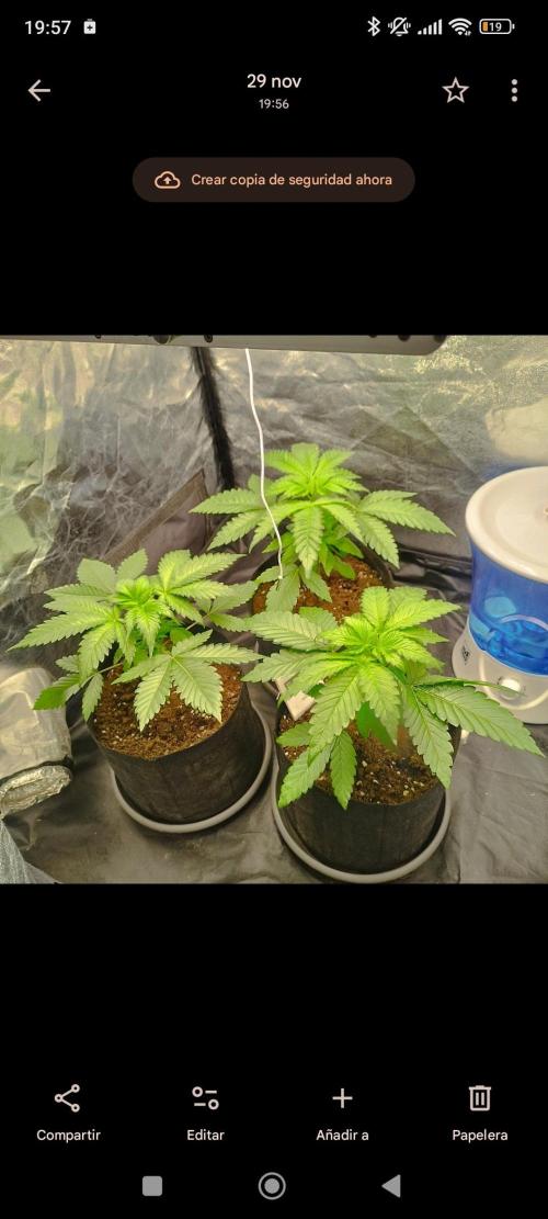 Applez and Bananas GC. Week 4