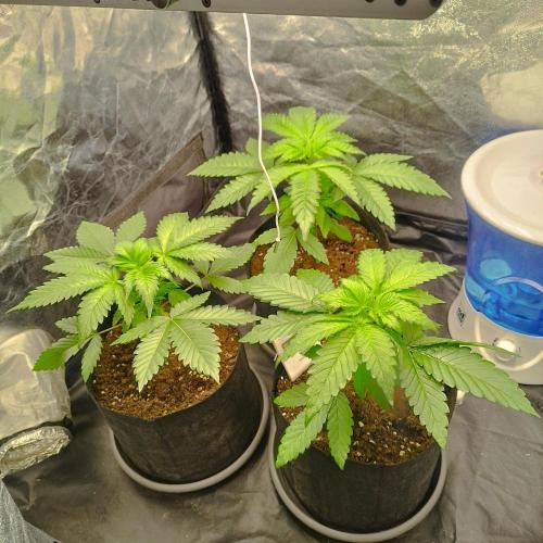 Applez and Bananas GC. Week 4