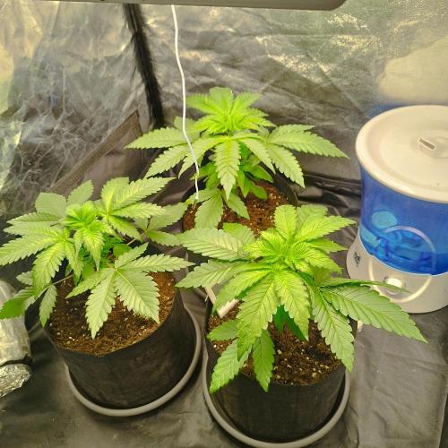 Applez and Bananas GC. Week 4