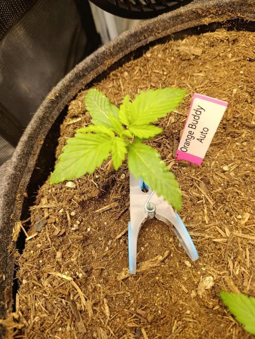 Orange Buddy Auto by Herbies. Week 1