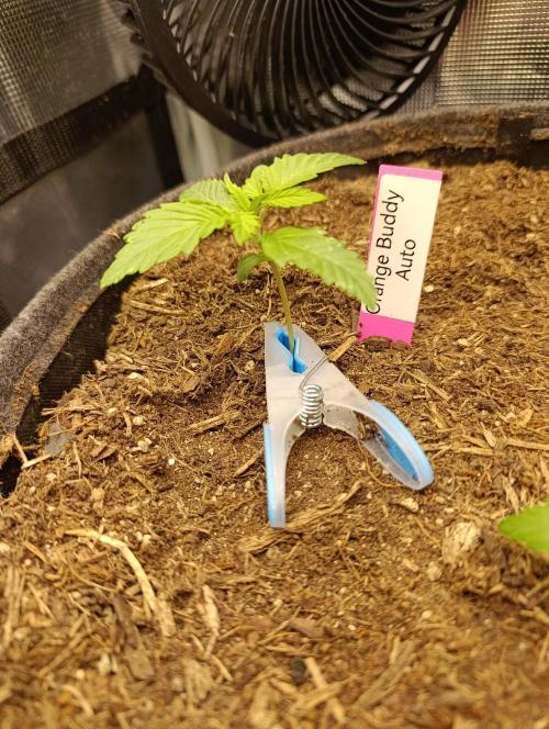 Orange Buddy Auto by Herbies. Week 1