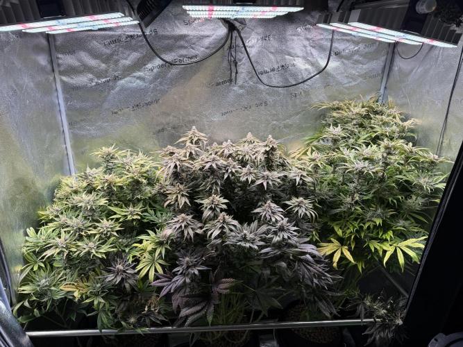 Purple Cookie Kush - Sensi Seeds. Week 16