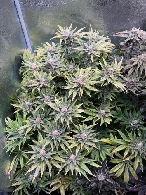 Purple Cookie Kush - Sensi Seeds. Week 16