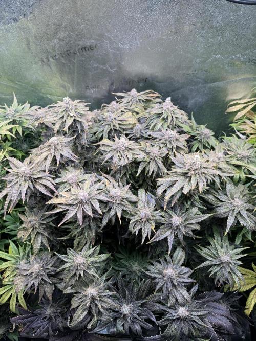 Purple Cookie Kush - Sensi Seeds. Week 16