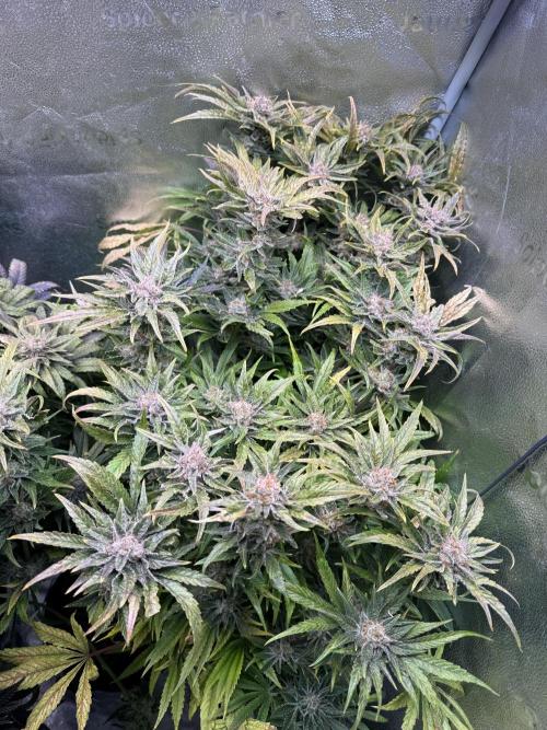 Purple Cookie Kush - Sensi Seeds. Week 16