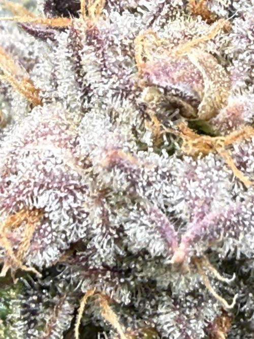 Purple Cookie Kush - Sensi Seeds. Week 16