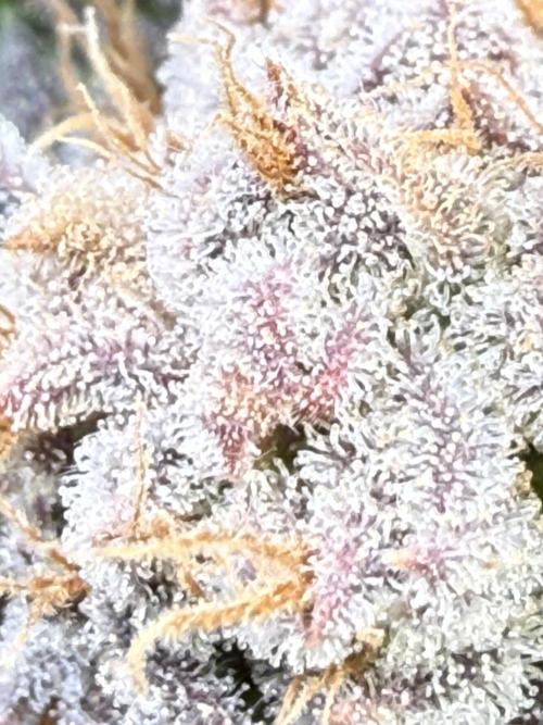 Purple Cookie Kush - Sensi Seeds. Week 16