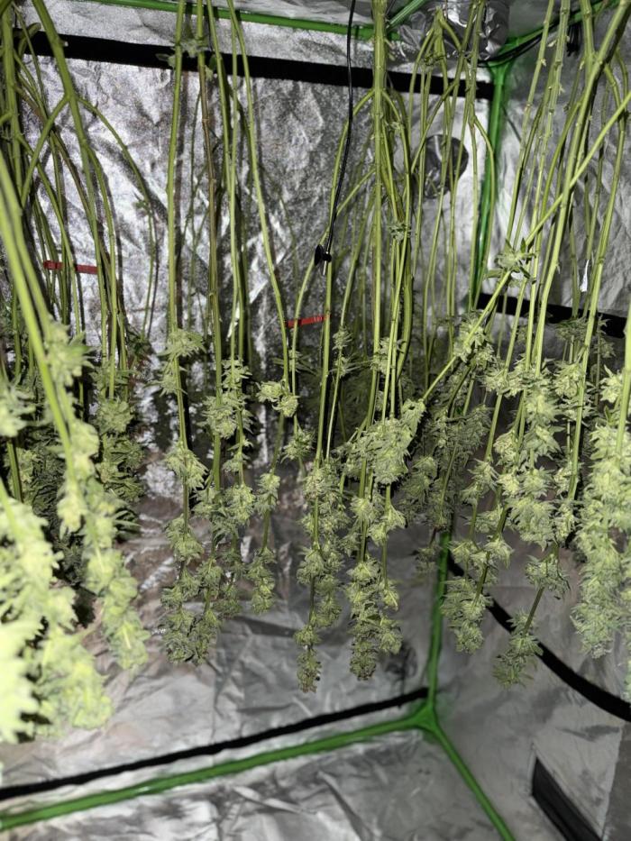 Purple Cookie Kush - Sensi Seeds. Week 17