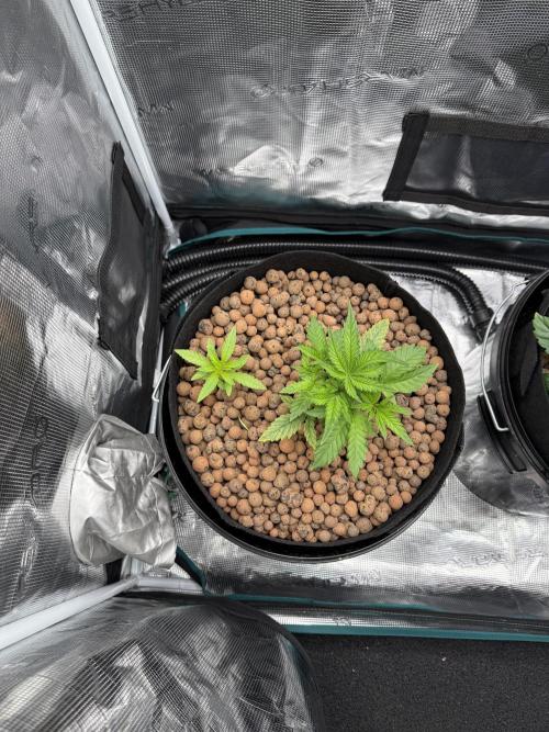 Melonade Runtz - Dutch Passion. Week 4