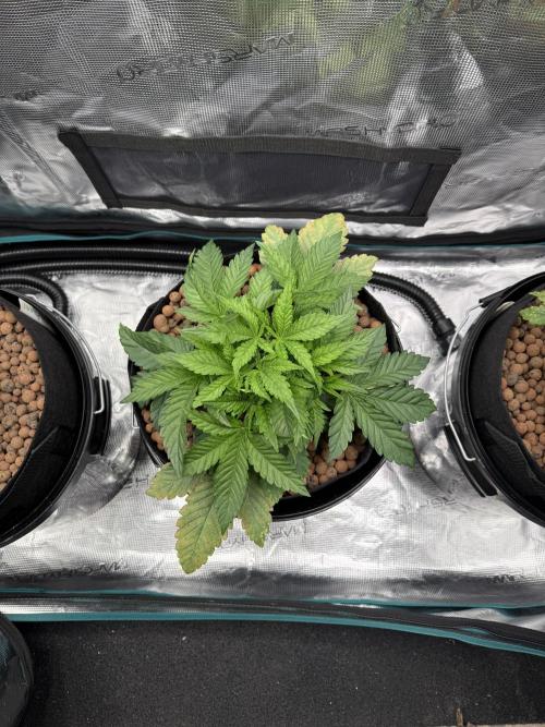 Melonade Runtz - Dutch Passion. Week 4