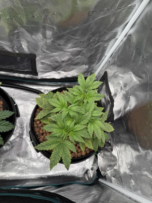 Melonade Runtz - Dutch Passion. Week 4