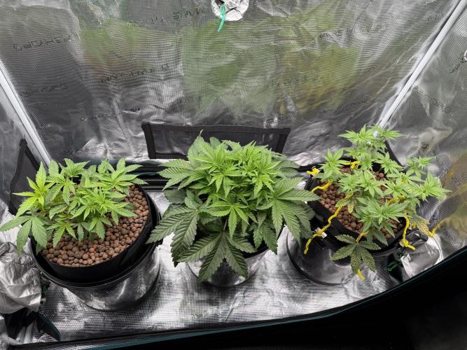 Melonade Runtz - Dutch Passion. Week 5