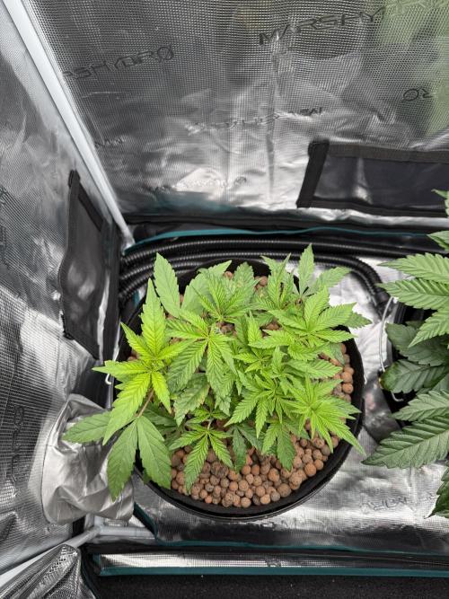 Melonade Runtz - Dutch Passion. Week 5