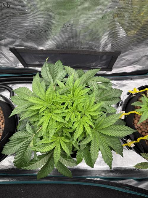 Melonade Runtz - Dutch Passion. Week 5