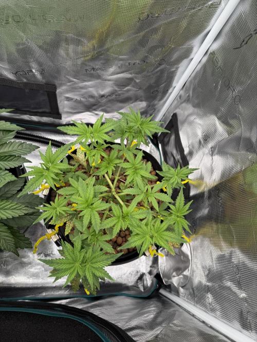 Melonade Runtz - Dutch Passion. Week 5