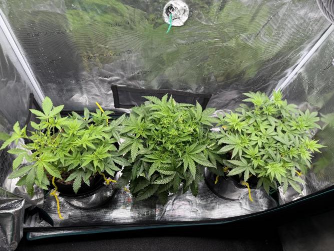 Melonade Runtz - Dutch Passion. Week 6