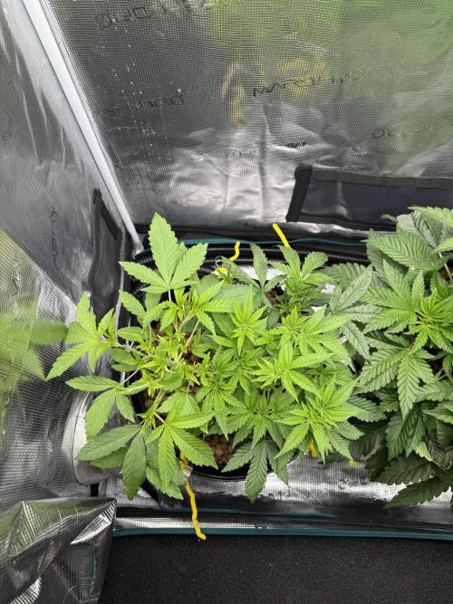 Melonade Runtz - Dutch Passion. Week 6