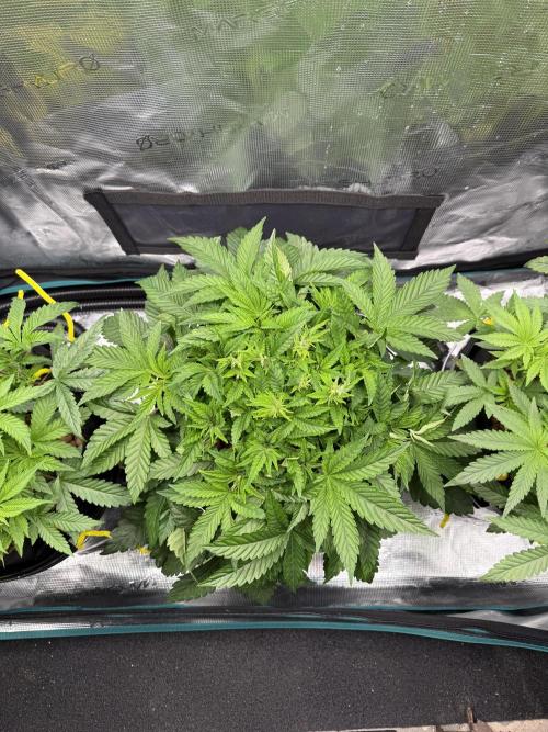 Melonade Runtz - Dutch Passion. Week 6