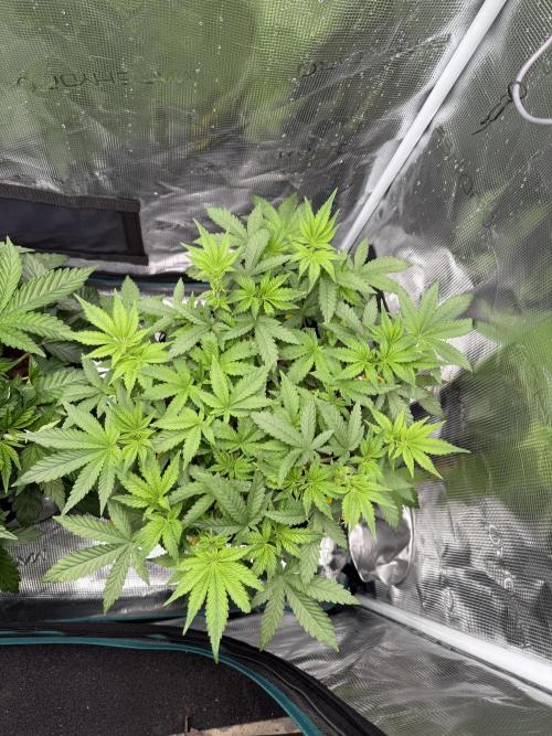 Melonade Runtz - Dutch Passion. Week 6