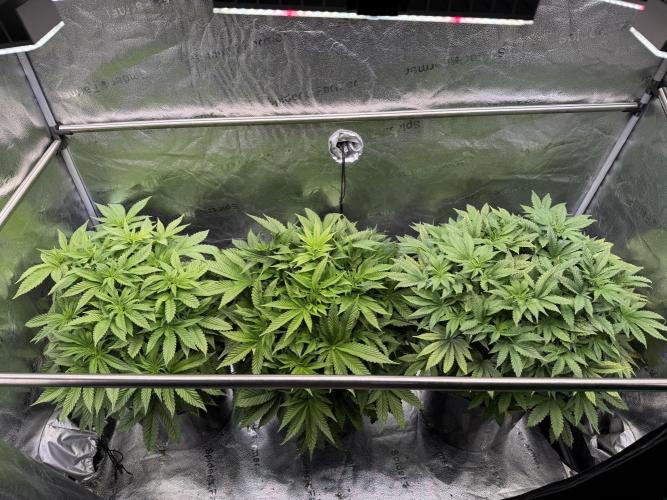 Melonade Runtz - Dutch Passion. Week 7