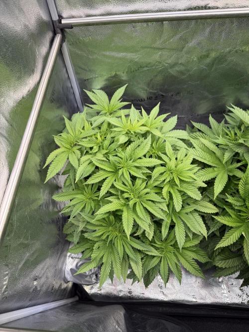 Melonade Runtz - Dutch Passion. Week 7