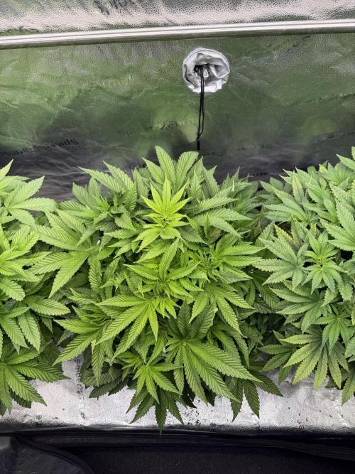 Melonade Runtz - Dutch Passion. Week 7