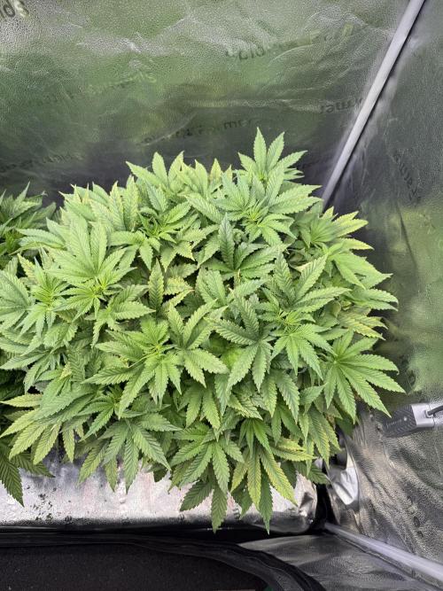 Melonade Runtz - Dutch Passion. Week 7