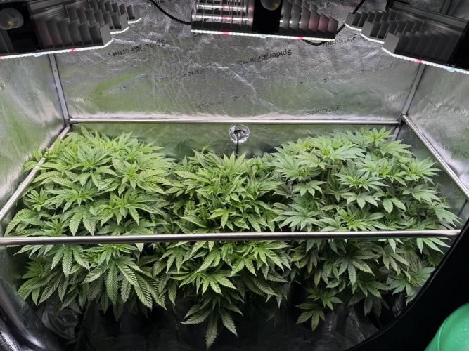 Melonade Runtz - Dutch Passion. Week 8