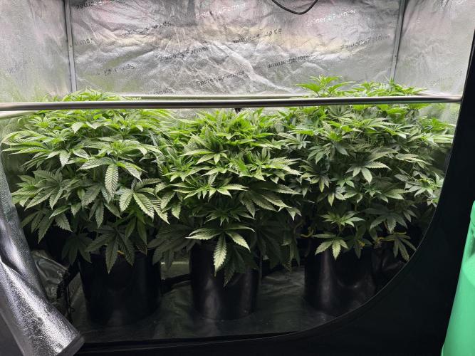 Melonade Runtz - Dutch Passion. Week 8