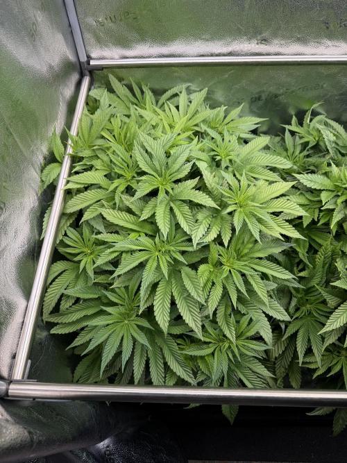 Melonade Runtz - Dutch Passion. Week 8