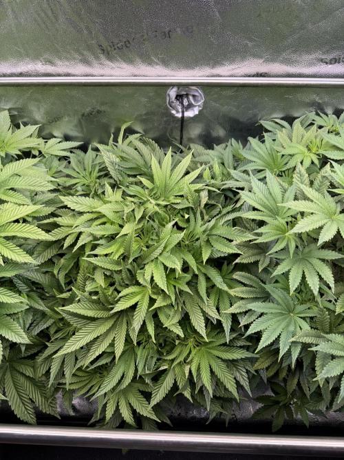 Melonade Runtz - Dutch Passion. Week 8