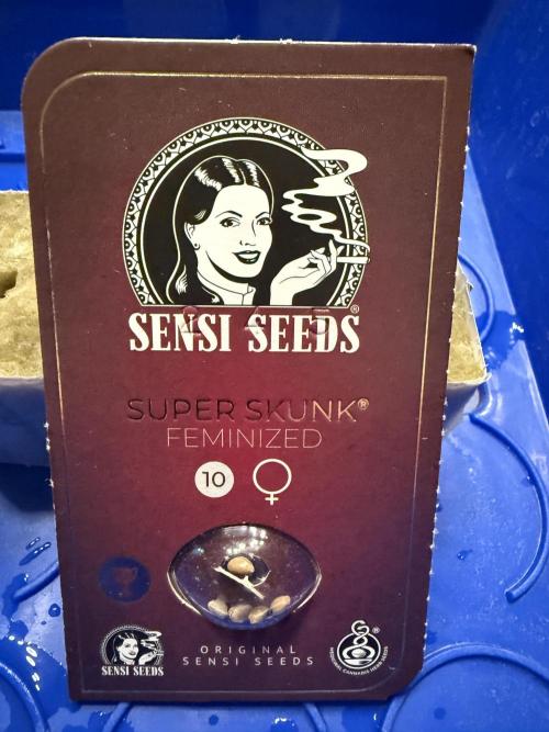 Super Skunk - Sensi Seeds - Hydro. Week 0