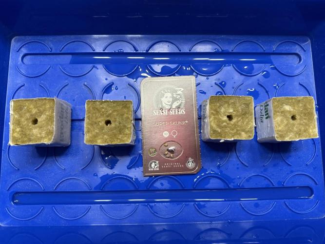 Super Skunk - Sensi Seeds - Hydro. Week 0