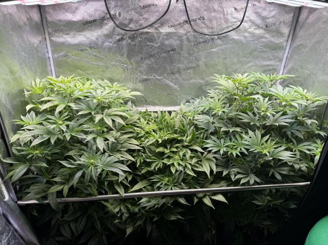 Melonade Runtz - Dutch Passion. Week 9