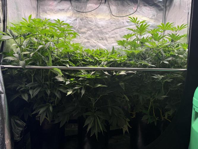 Melonade Runtz - Dutch Passion. Week 9