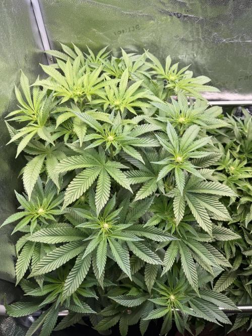 Melonade Runtz - Dutch Passion. Week 9