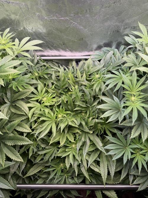 Melonade Runtz - Dutch Passion. Week 9