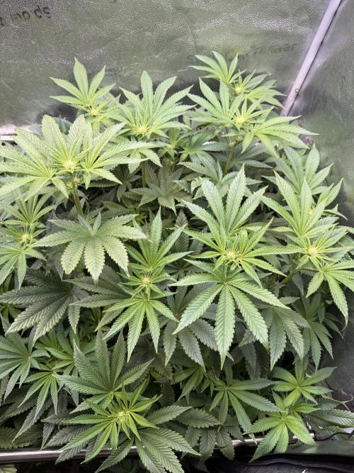 Melonade Runtz - Dutch Passion. Week 9