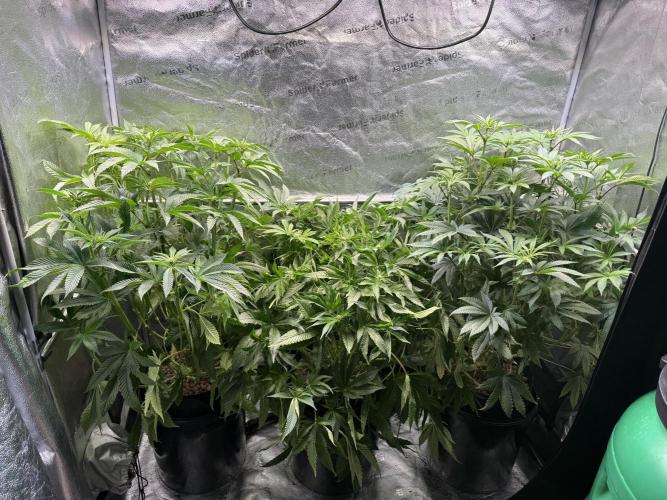 Melonade Runtz - Dutch Passion. Week 9