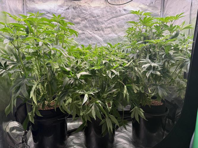 Melonade Runtz - Dutch Passion. Week 9