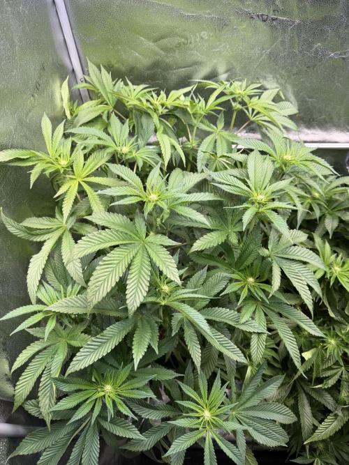 Melonade Runtz - Dutch Passion. Week 9