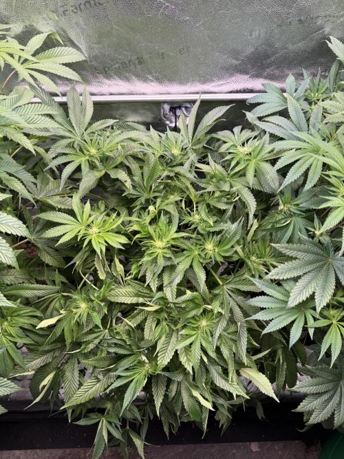 Melonade Runtz - Dutch Passion. Week 9