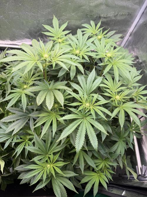 Melonade Runtz - Dutch Passion. Week 9