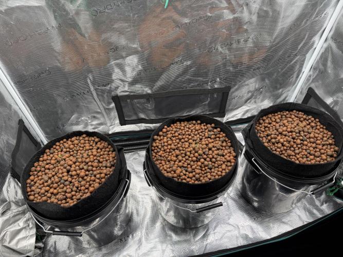 Super Skunk - Sensi Seeds - Hydro. Week 1