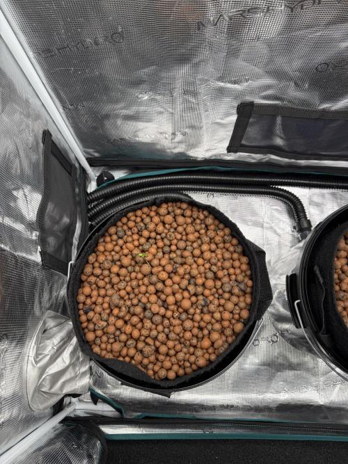 Super Skunk - Sensi Seeds - Hydro. Week 1