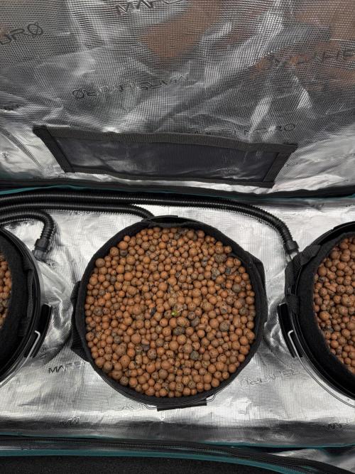 Super Skunk - Sensi Seeds - Hydro. Week 1