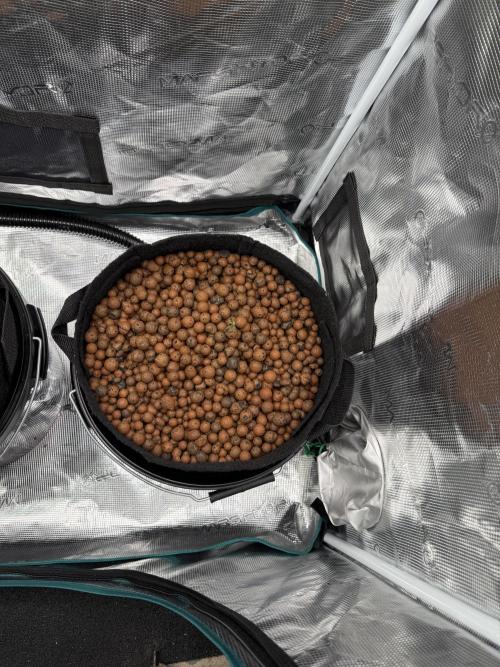 Super Skunk - Sensi Seeds - Hydro. Week 1