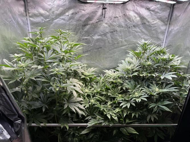 Melonade Runtz - Dutch Passion. Week 10