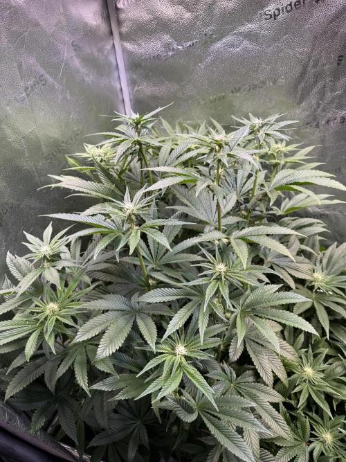 Melonade Runtz - Dutch Passion. Week 10